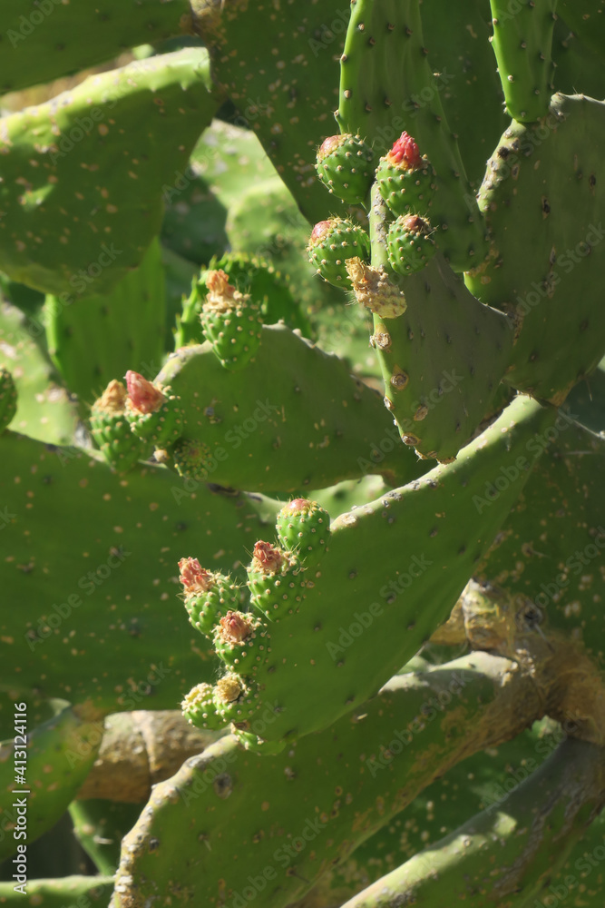 Nopal or cacturs under the mexican sky Nopal or cacturs under the mexican sky