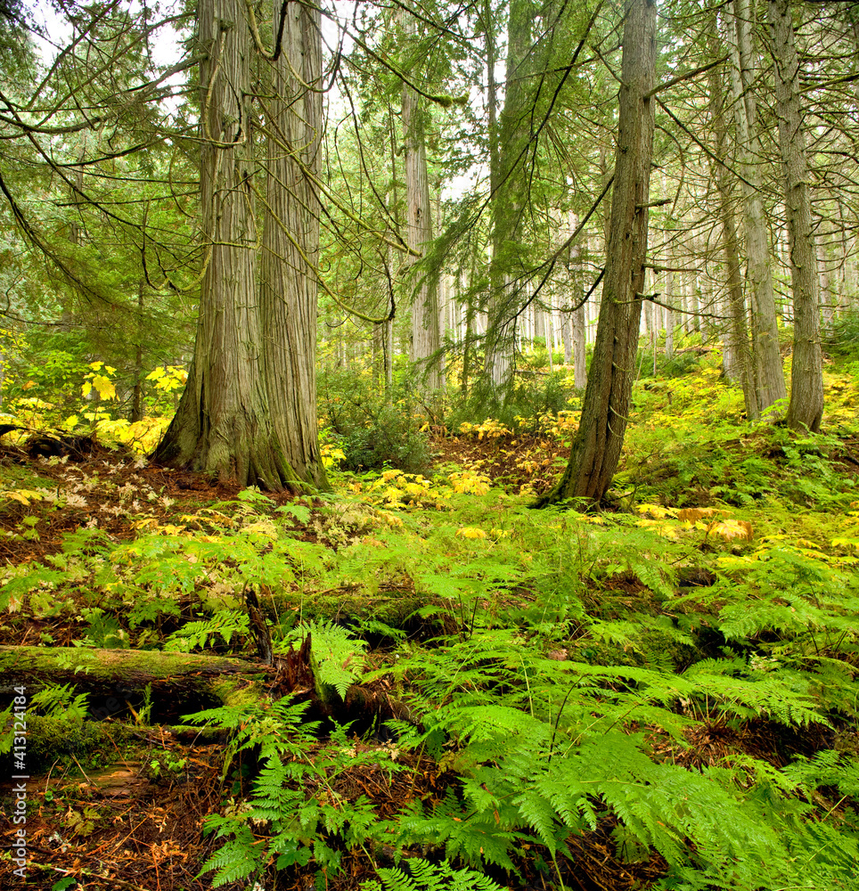 Ferns in an old growth forest in British Columbia, Canada