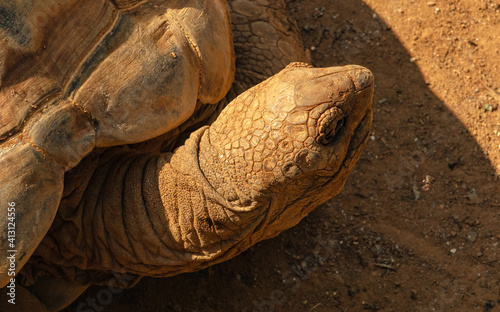 Turtle resting on the ground photo