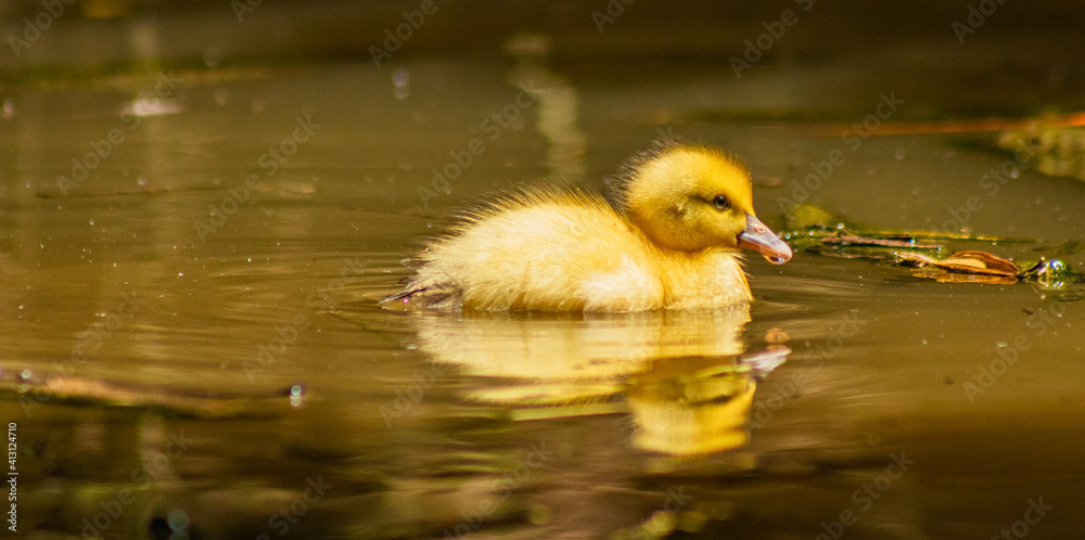 Duckling swiming alone on a lagoon with a drop of water in its beak