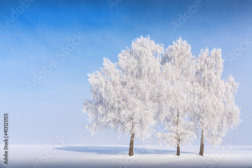 The three branches are covered with thick white frost. Blue sky over fog. Fluffy birches