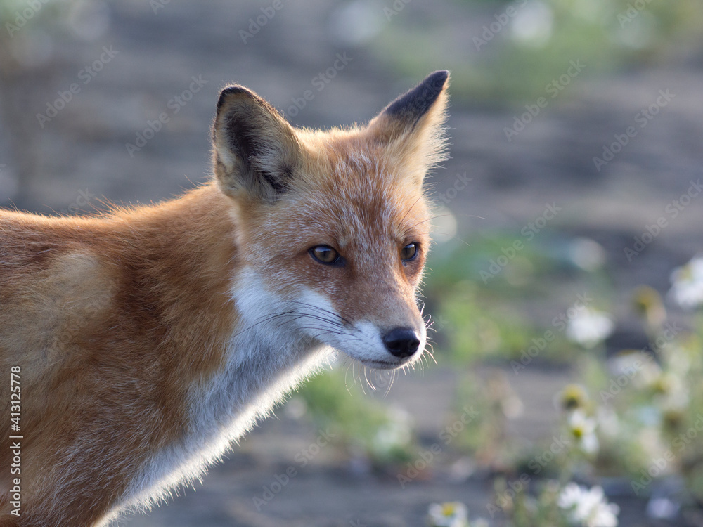 A fox in the wild. Russia, Shikotan island. A fox in the wild. Russia, Shikotan island.