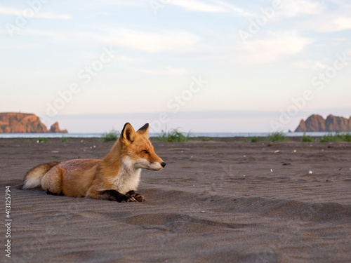 A fox in the wild. Russia, Shikotan island.