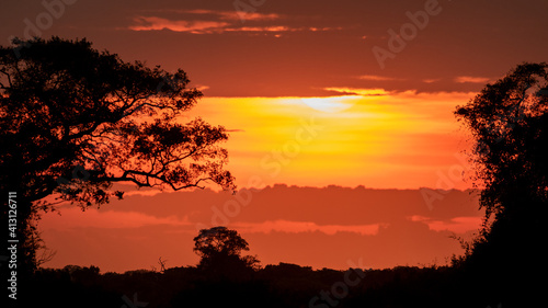 Sonnenuntergang im Panatanal in orange Farben zwischen B  umen im Gegenlicht in der Savanne