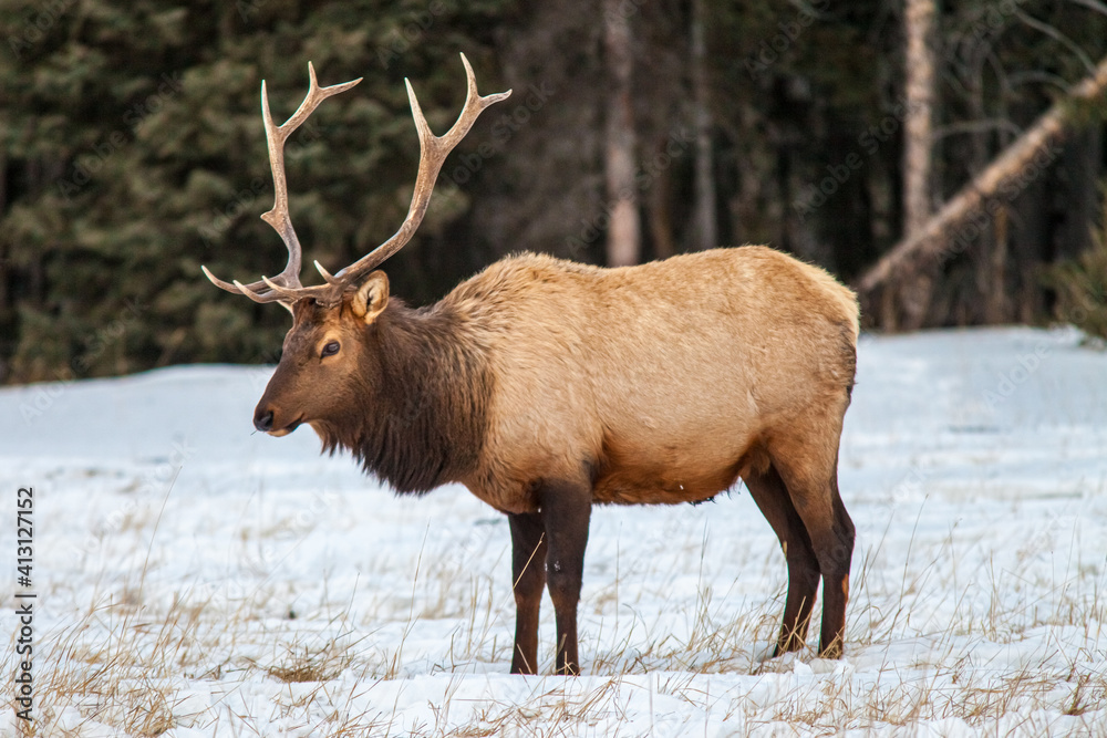 Bull elk in Banff National Park, Alberta, Canada in winter Bull elk in Banff National Park, Alberta, Canada in winter