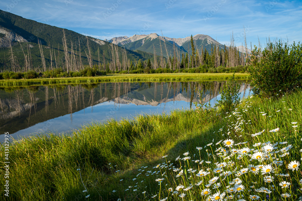 Plakat Wildflowers at Vermilion Lakes in Banff National Park, Alberta, Canada