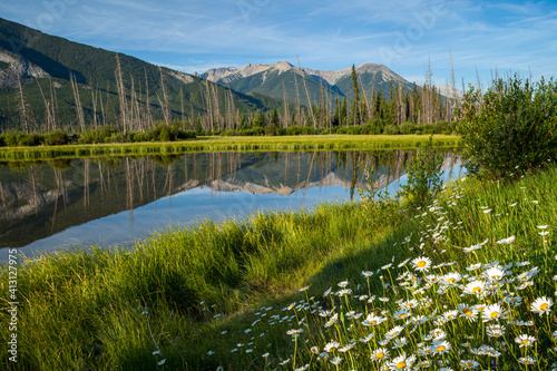 Wildflowers at Vermilion Lakes in Banff National Park, Alberta, Canada