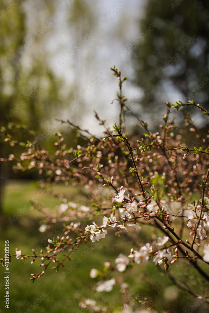 spring in the park