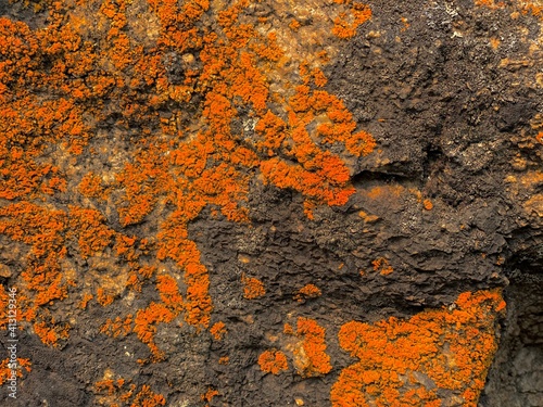 orange lichen