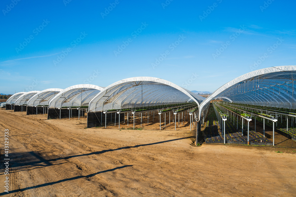 Greenhouses for young strawberry plants on the field in Santa Barbara County, California Greenhouses for young strawberry plants on the field in Santa Barbara County, California