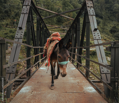 Mule horse carrying luggage on an iron bridge