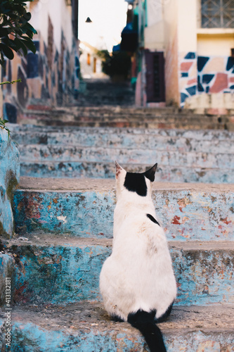 Cat in alley