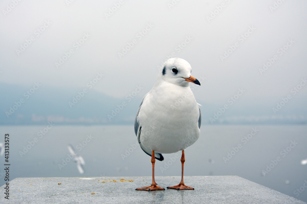 One white larus ridibundus stand on the platform show its belly in cloudy day One white larus ridibundus stand on the platform show its belly in cloudy day