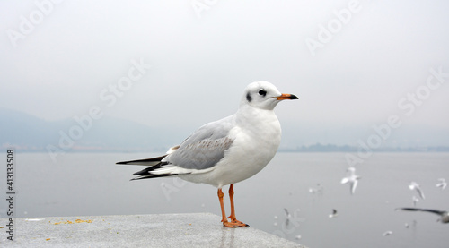 One white larus ridibundus with colorful wings standing on the platform in cloudy day