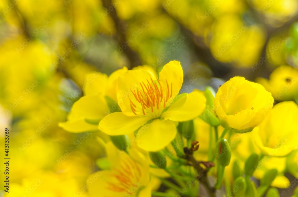 Natural photos: Apricot blossom is commonly cultivated in Viet Nam Natural photos: Apricot blossom is commonly cultivated in Viet Nam