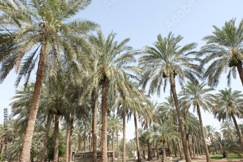 Date palm , tree of the palm family cultivated for its sweet edible fruits. The date palm has been prized from remotest antiquity.