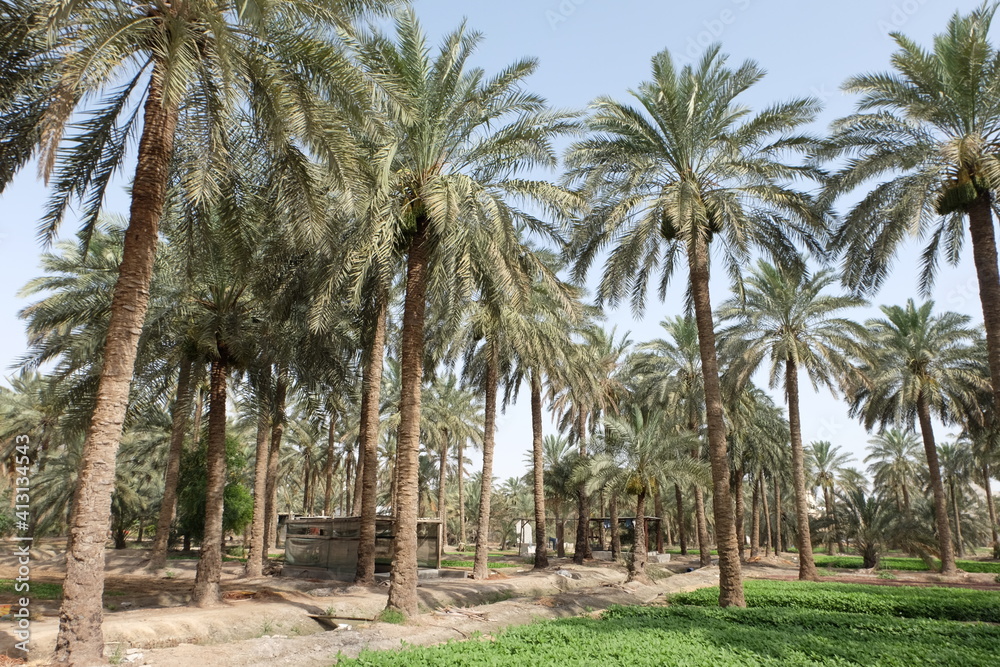 Date palm , tree of the palm family cultivated for its sweet edible fruits. The date palm has been prized from remotest antiquity.