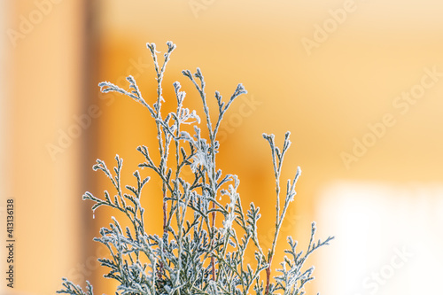 Frosted thuja branch on a yellow background.