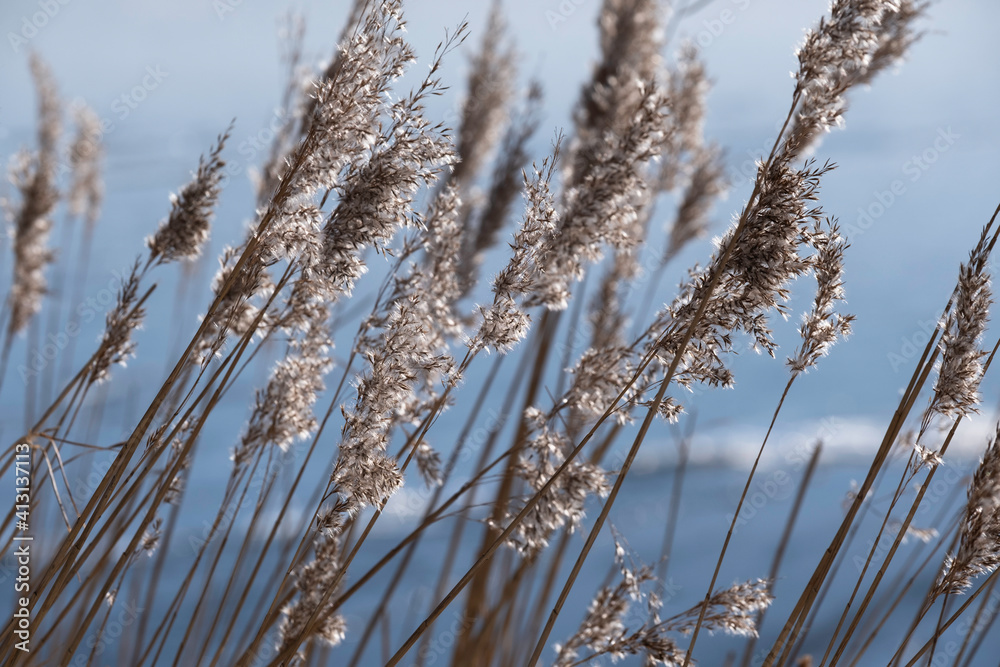 Beautiful serene waving reeds in the sunlight Beautiful serene waving reeds in the sunlight