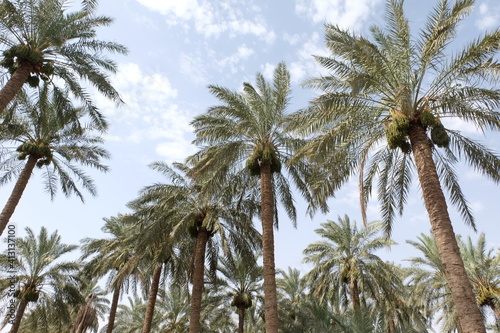 Date palm , tree of the palm family cultivated for its sweet edible fruits. The date palm has been prized from remotest antiquity.