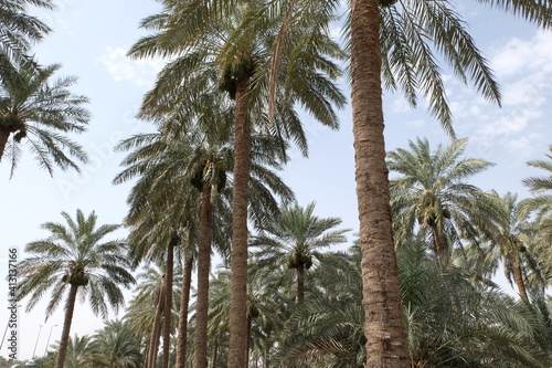 Date palm   tree of the palm family cultivated for its sweet edible fruits. The date palm has been prized from remotest antiquity.