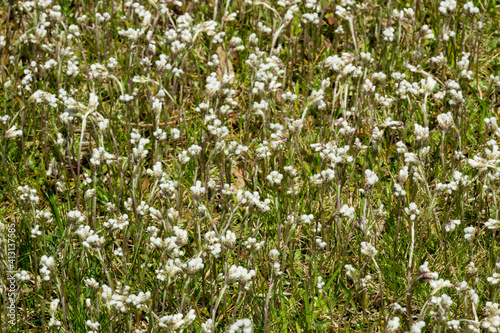 Pussytoes flowering in springtime at West Hartford Reservoir.
