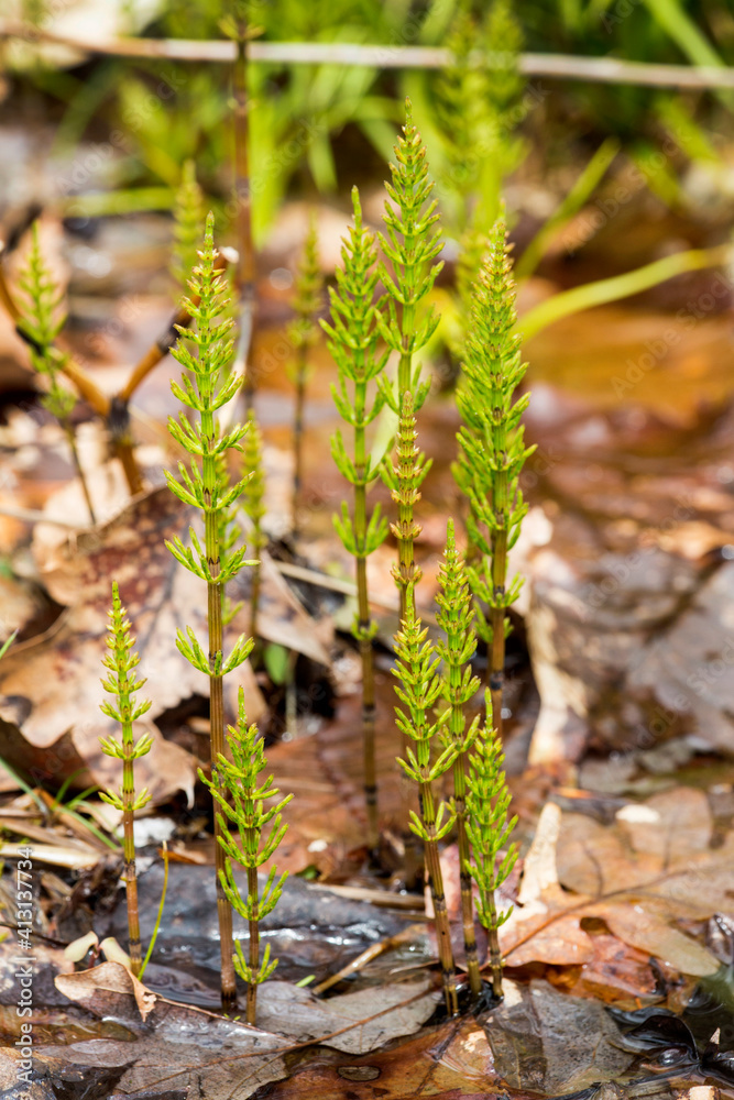 Marsh horsetails in springtime at West Hartford Reservoir in Connecticut. Marsh horsetails in springtime at West Hartford Reservoir in Connecticut.