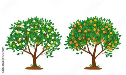 Tangerine tree in bloom and with ripe fruits isolated on white. The tree is strewn with white flowers. Bright orange fruits on the branches of a tree. Flat vector illustration.
