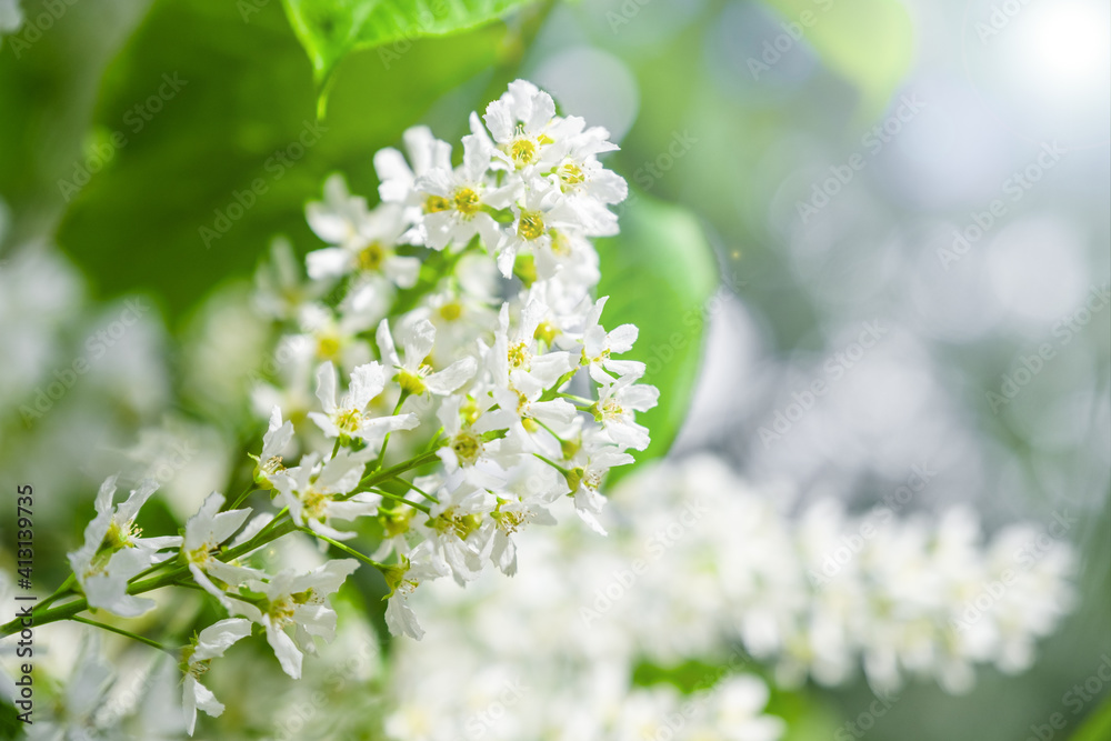 Lilac branch with white flowers in the garden in spring in the sun. Lilac branch with white flowers in the garden in spring in the sun.