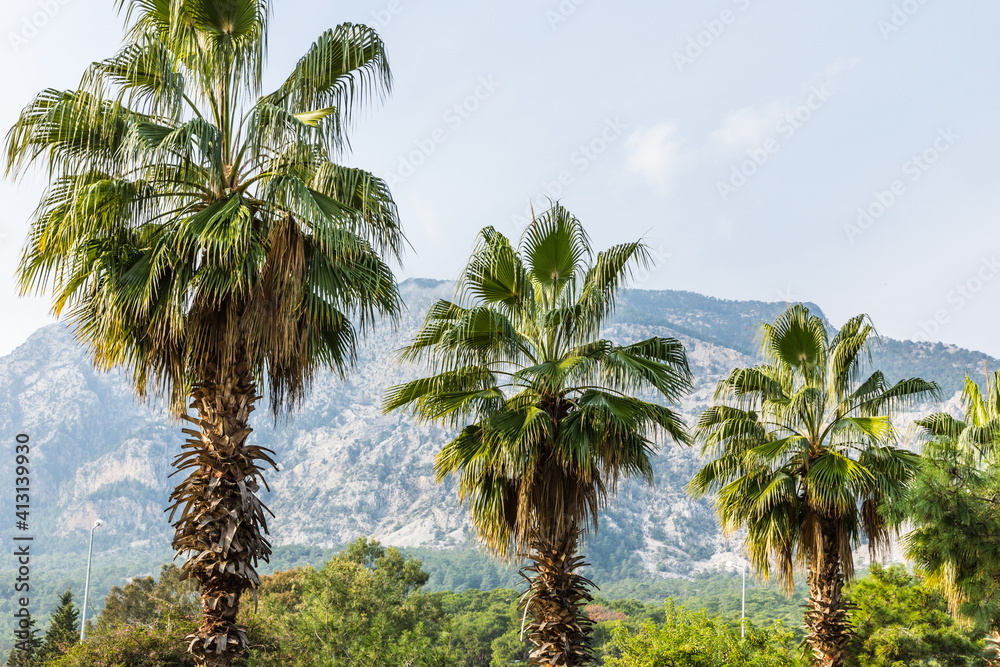 tall palm trees   near  Beldibi, Turkey