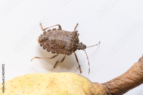Macro of brown marmorated stink bug near a ripe pear isolated on white background  Halyomorpha halys  an invasive species of insct which causes extensive damage to agriculture