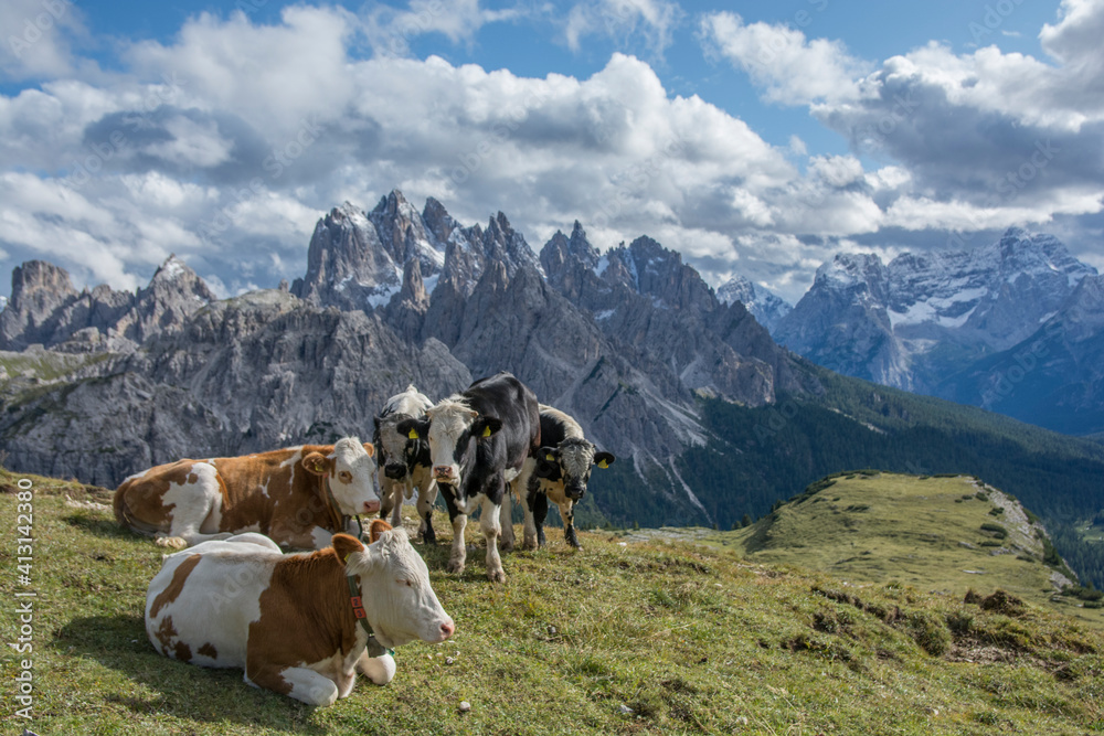 Group of beautiful cows in colors of black and brown, resting at the Italian Dolomites, surrounded by dramatic mountains