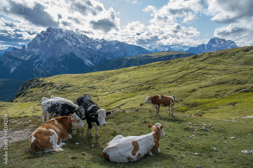 Group of beautiful cows in colors of black and brown, resting at the Italian Dolomites, surrounded by dramatic mountains photo