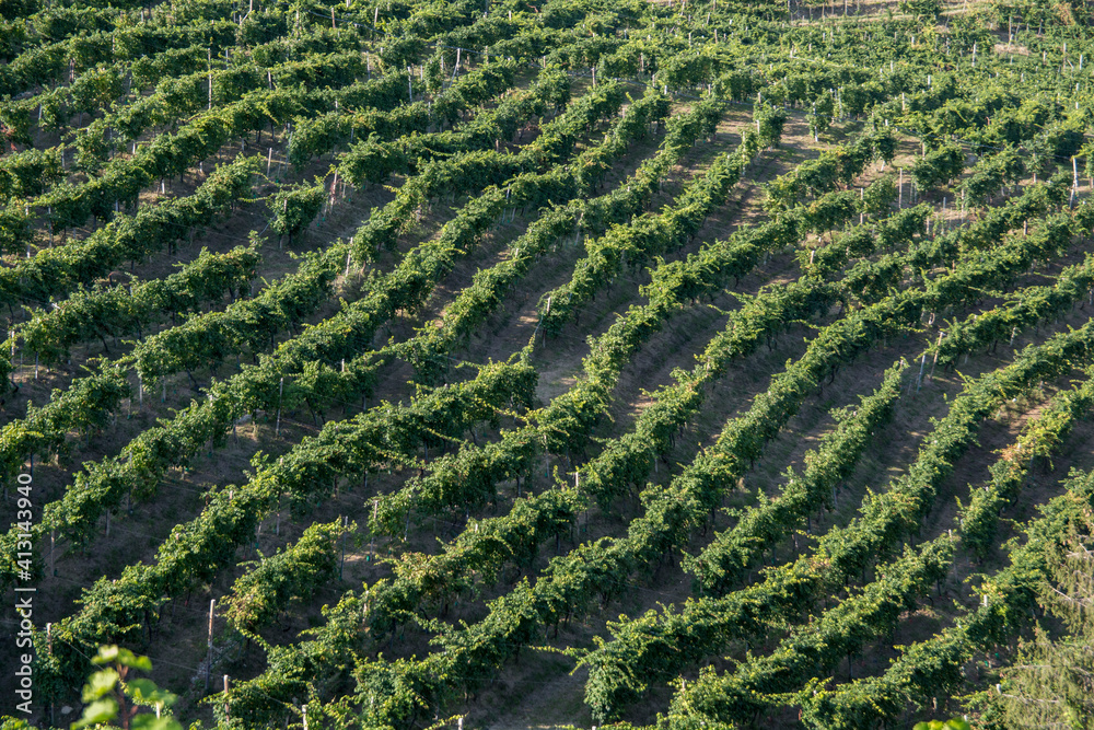 Vineyards of the Veneto valleys, Italy