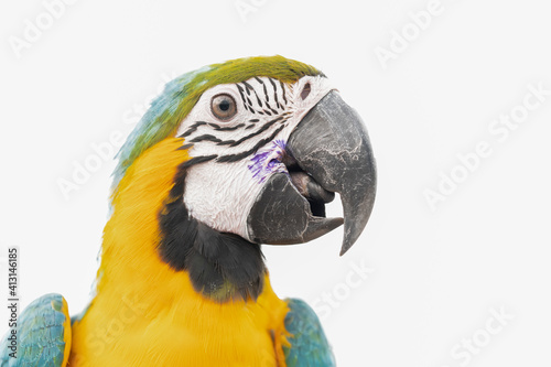 A macaw parrot on white background