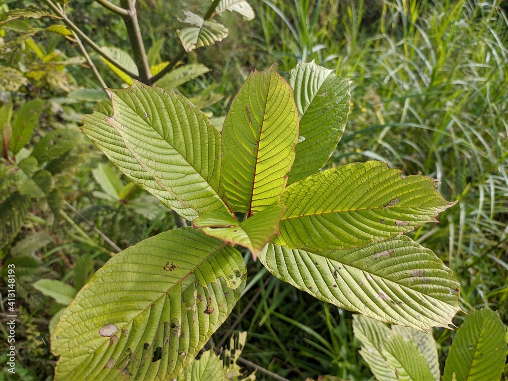 Kratom plants (Mitragyna speciosa) grows wild in tropical nature Borneo Kratom plants (Mitragyna speciosa) grows wild in tropical nature Borneo