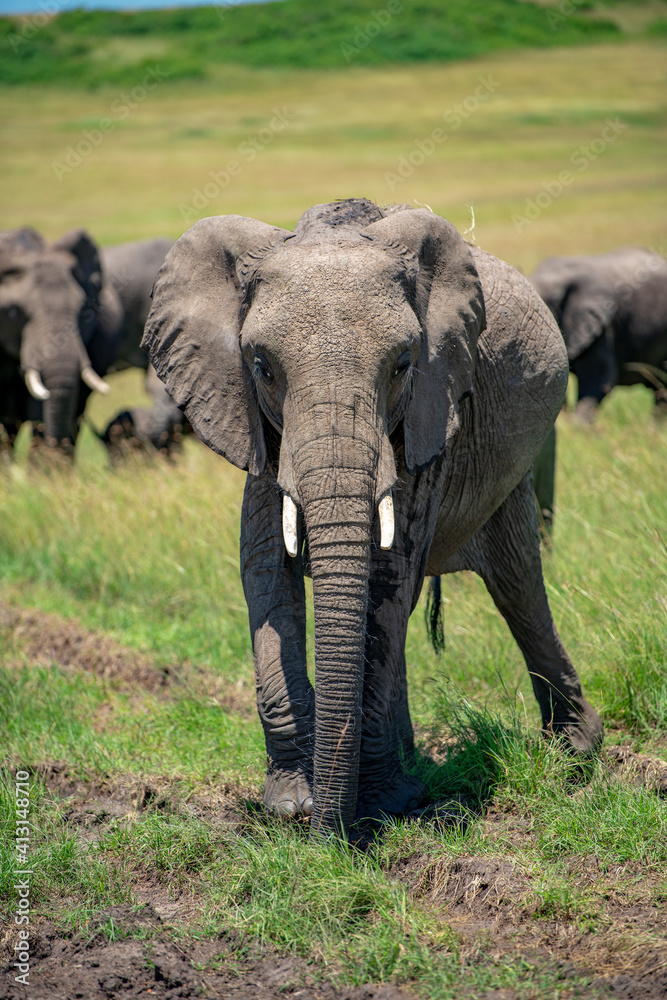 Elephants on a hot sunny day at masai mara game reserve, kenya