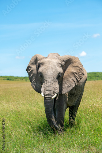 Elephants on a hot sunny day at masai mara game reserve  kenya