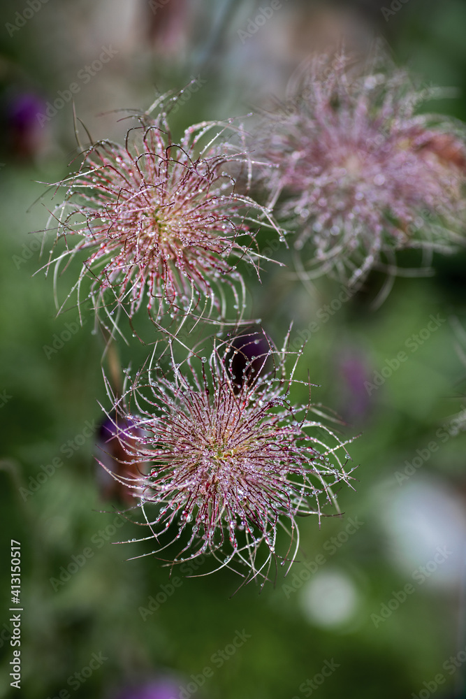 close up of a faded European pasqueflower close up of a faded European pasqueflower
