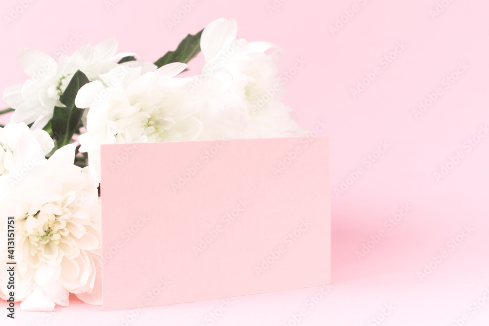White chrysanthemums with space for greeting text on pink background. Card for Valentines, Mom, Women's day and 8 March. Copy space, mock up, banner.