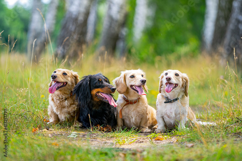 Four cute dogs pose on a nature background. Puppies sit in line and look at sides. Domestic animals concept.