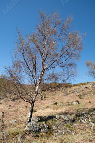 Lone birch tree in autumn sunlight 1257