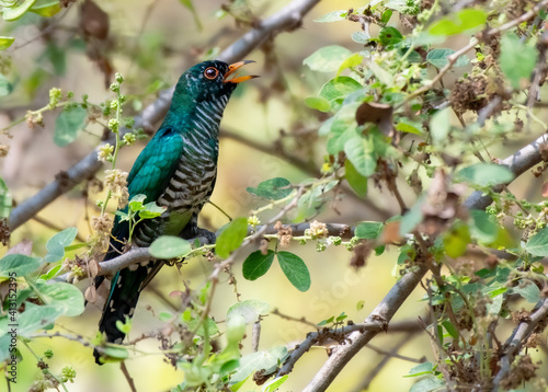 Male Asian emerald cuckoo perching on the branch   Thailand