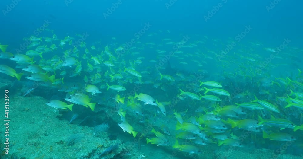 Reef fish from the mexican pacific Reef fish from the mexican pacific