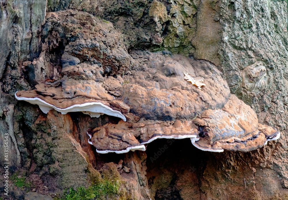 Fototapeta premium Large bracket fungi on tree 5364
