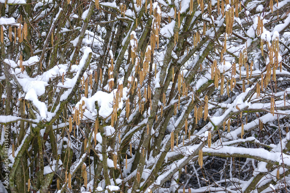 Catkins in the snow 
