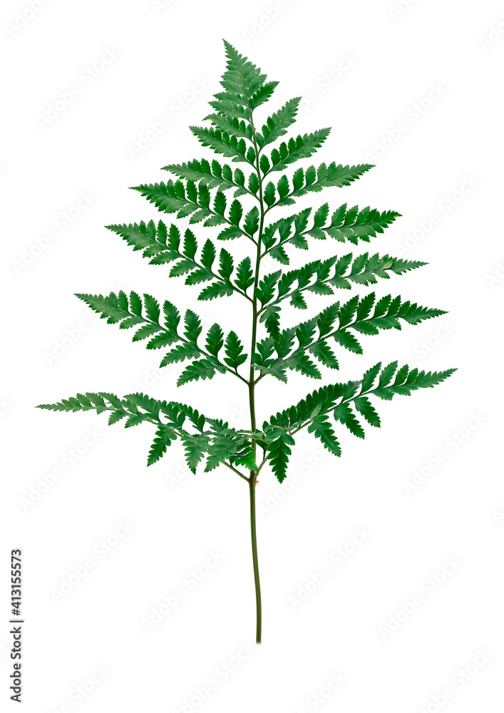 Fresh green green leaves branch isolated on white background Fresh green green leaves branch isolated on white background