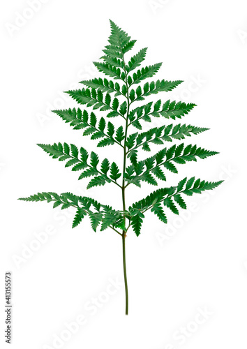 Fresh green green leaves branch isolated on white background