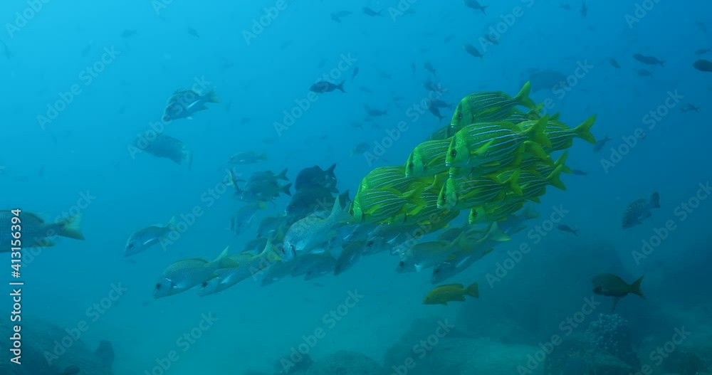 Panamic porkfish, Mexico. Panamic porkfish, Mexico.