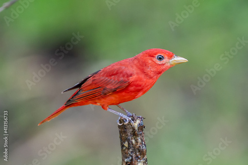 Red tanager in green vegetation. Bird on the big palm leave. Summer Tanager, Piranga rubra, red bird in the nature habitat. Tanager sitting on the big green palm tree. Wildlife scene from natur photo